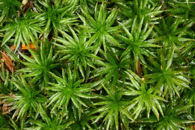 Atrichum altecristatum